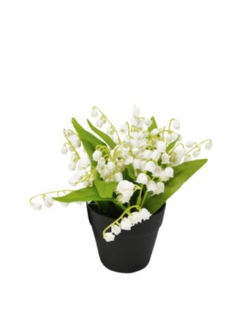Lily Of The Valley In Pot