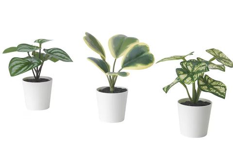 Mini Potted Plant - Assorted Varieties