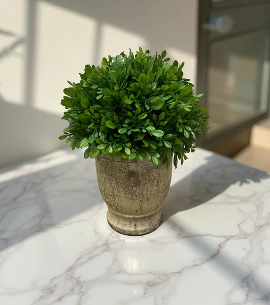 11"H Boxwood In Cement Pot Faux
