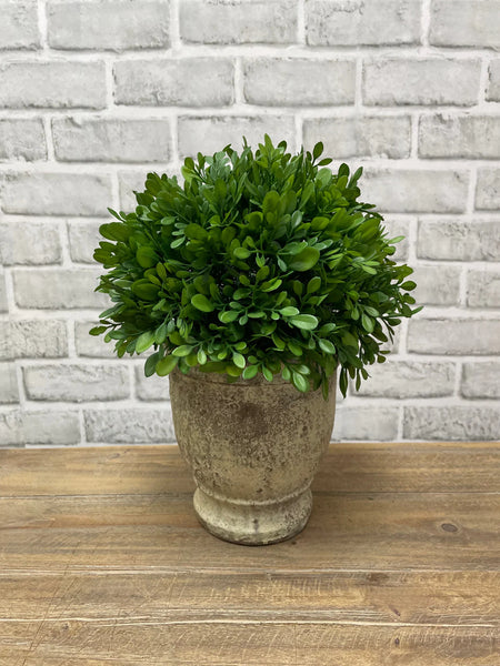 11"H Boxwood In Cement Pot Faux