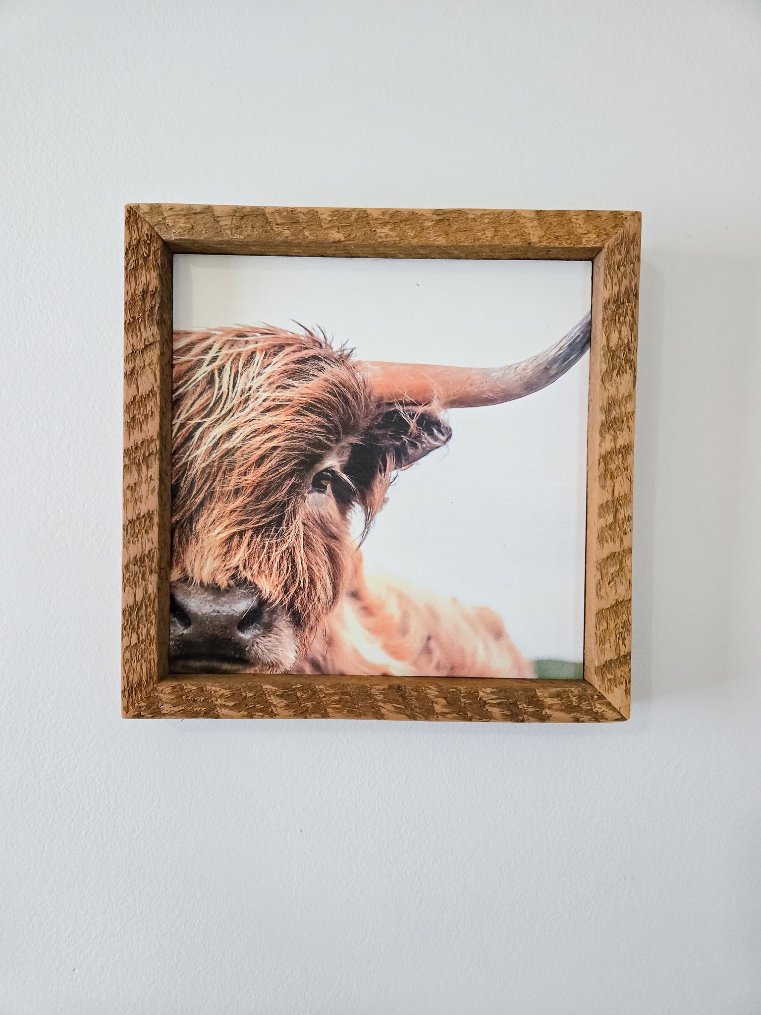 9x9 Sublimated Highland cow face sign.