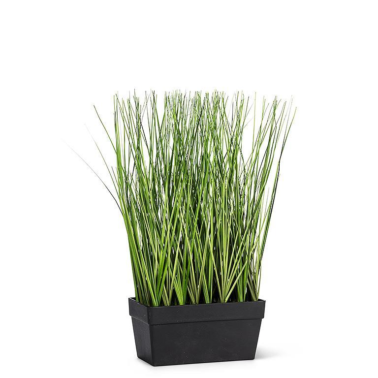 Long Grass in Rectangle Pot