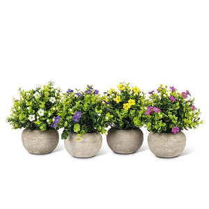 Flowering Plant Pot - Multiple Options