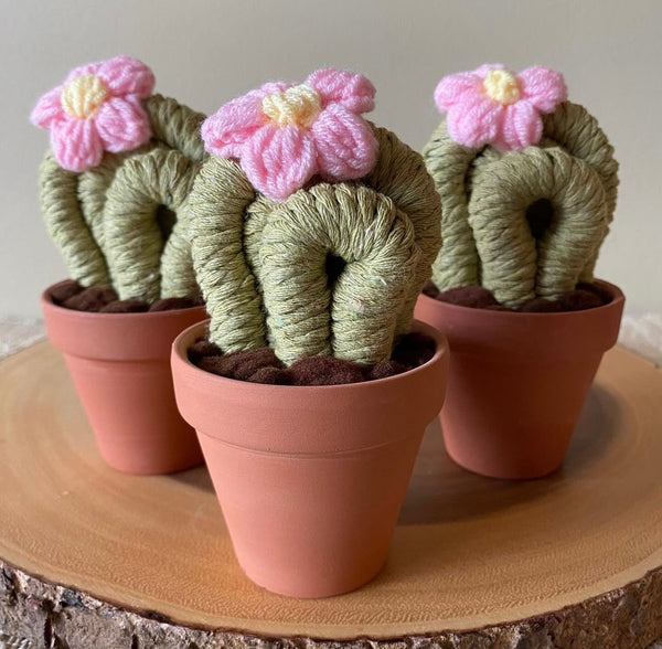 Felted Small Round Cactus - Assorted Colours