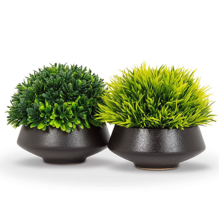 Cone Shape Plant In Low Pot