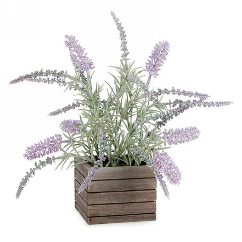 Purple Lavender Plant in Pot