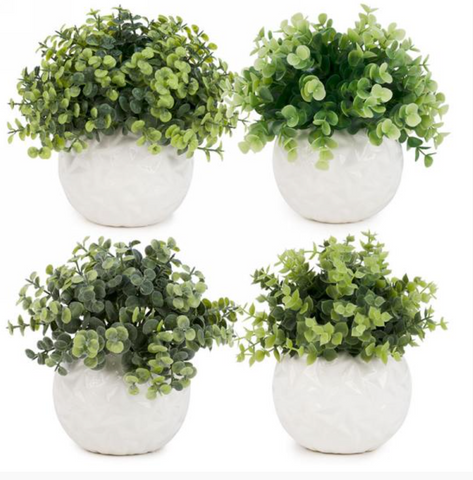White Potted Plant- Assorted