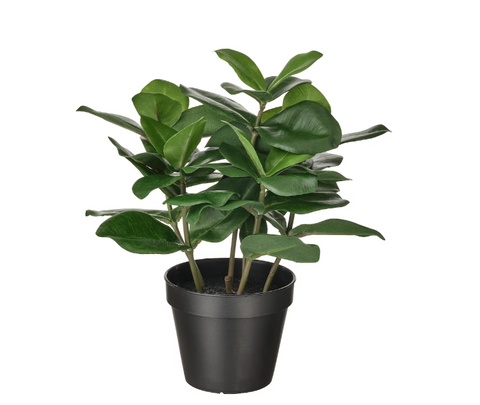 Artificial Potted Plant - Clusia
