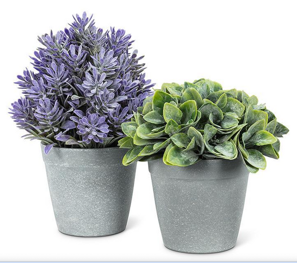 Purple Cone Plant