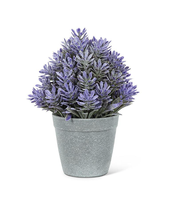 Purple Cone Plant