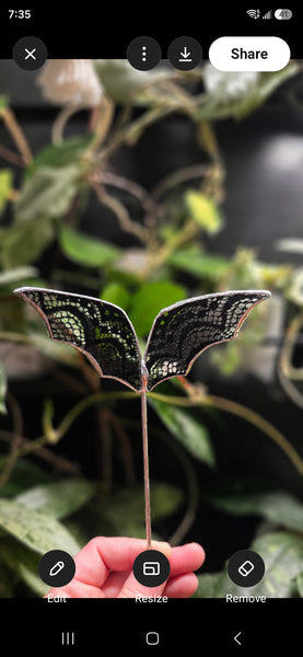 Stained Glass Bat with Lace Plant Stake