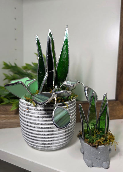 Stained Glass Plants- Large Mixed Plants