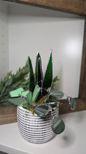 Stained Glass Plants- Large Mixed Plants