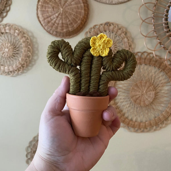 Felted Small Cactus - Assorted