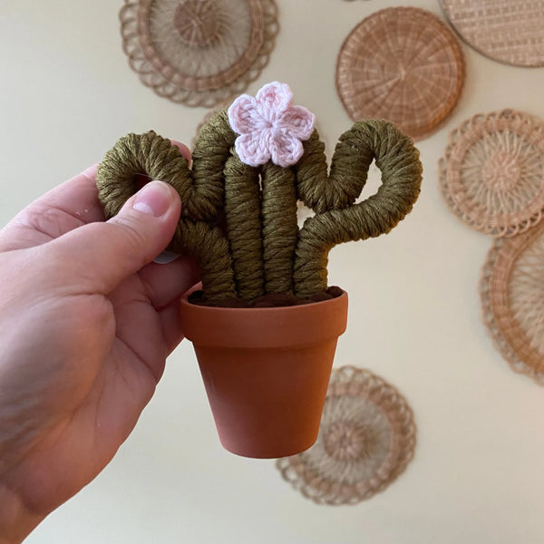 Felted Small Cactus - Assorted