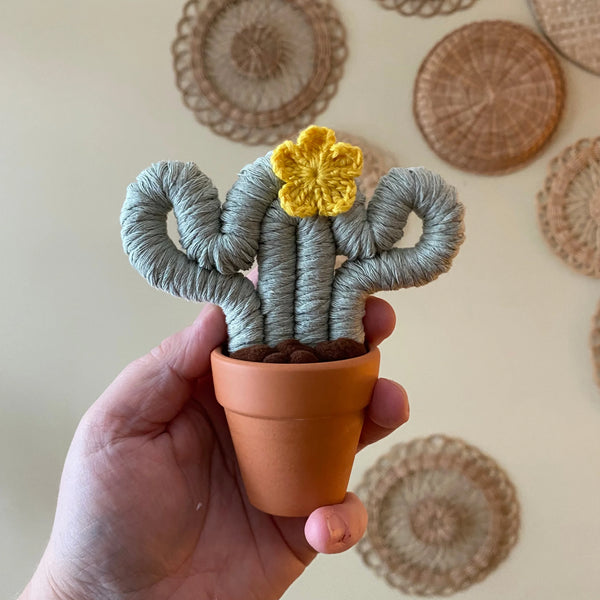 Felted Small Cactus - Assorted