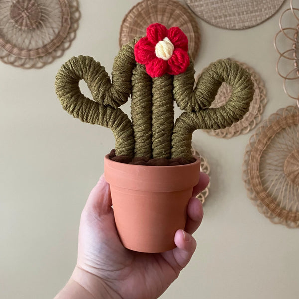 Felted Medium Cactus - Assorted