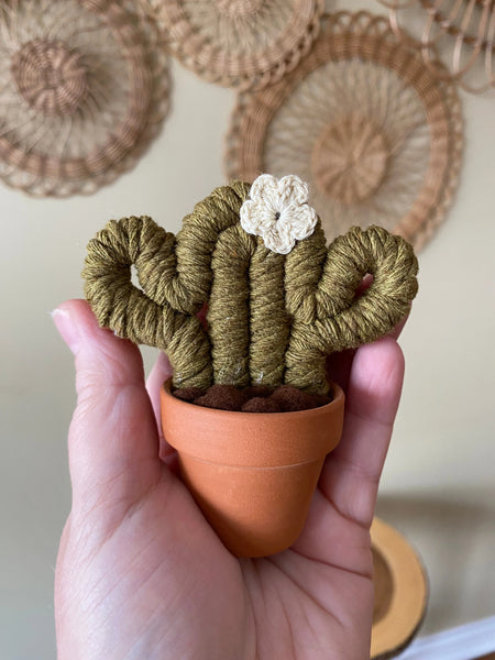 Felted Mini Cactus - Assorted