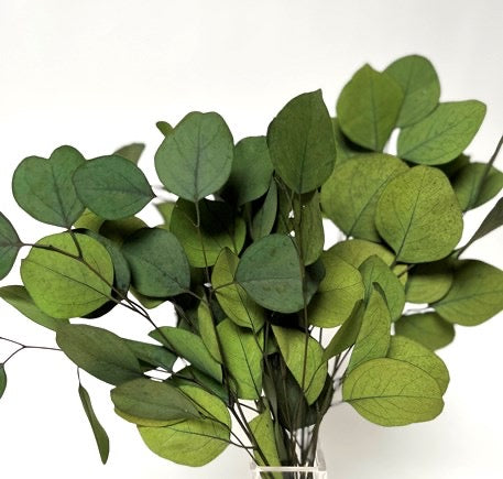 Dried Eucalyptus coin bundle